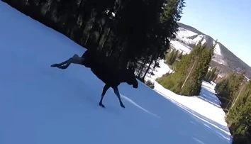 VIDEO: Kúsok od tragédie. Lyžiar v plnej rýchlosti takmer napálil do obrovského losa