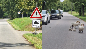 Zaujímavosť z Česka. Labutia rodina sa usadila blízko rušnej cesty, obec preto vyrobila špeciálnu značku