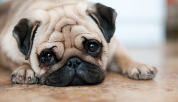 Milé chrochtanie alebo obmedzenie života? Ochorenie, ktoré môže byť pre určité psy fatálne