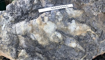 V Anglicku objavili rekordne veľkú stopu mäsožravého dinosaura