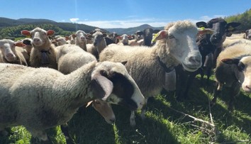 Slovenskí chovatelia sú v strehu. Znepokojila ich správa z Česka, kde ovce likviduje nebezpečný vírus