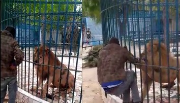 Muž skúšal v senegalskej ZOO rýchlosť reflexov leva. Dostal poriadne drsnú lekciu
