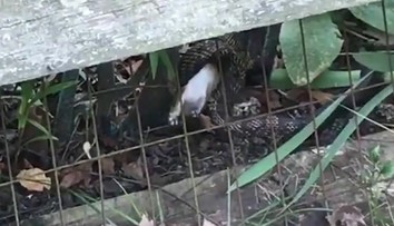 VIDEO: Had zaútočil na králika. Jeho matka mu to nedarovala