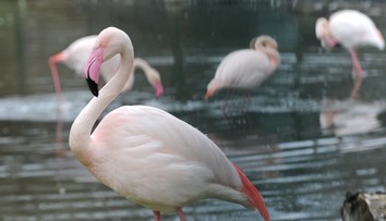 Deti vo veku 5, 6 a 8 rokov ukameňovali plameniaka v jihlavskej ZOO