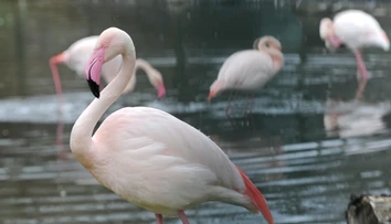 Deti vo veku 5, 6 a 8 rokov ukameňovali plameniaka v jihlavskej ZOO