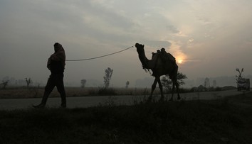 Na žiadosť domorodcov v Južnej Austrálii zastrelia tisícky tiav
