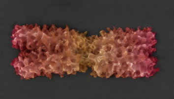 Budú sa prepisovať učebnice biológie? Českí vedci sa pýšia prelomovým objavom