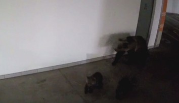 Medvedica s dvomi mláďatami si to namierila do centra Starého Smokovca. V pätách im bol samec