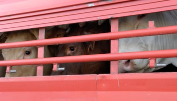 VIDEO: Zaseknutá noha a vykrútená hlava. Prevoz zvierat na jatky ženy na Záhorí vydesil