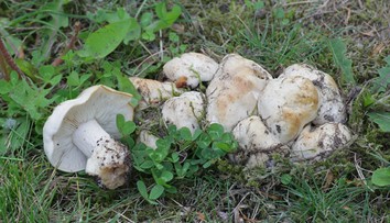 Išli na huby, vrátili sa s mastnou pokutou. Dôvodom je limitované množstvo