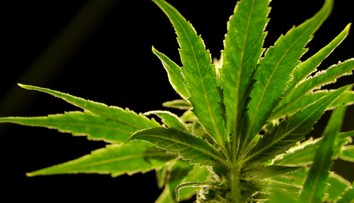 V kukuričnom poli rástlo viac ako 8000 rastlín marihuany. Polícia ich zničila