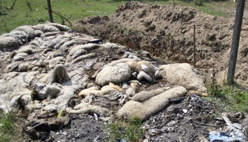 Otrasné zábery. Muž zo Zohora vytvoril pri Stupave cintorín uhynutého dobytka