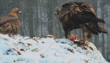 Toto neuvidíte každý deň: Predstavujeme vám najväčšieho slovenského hniezdiaceho dravca