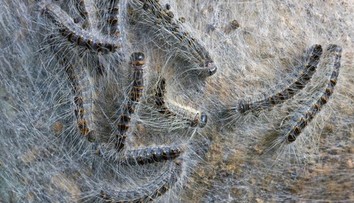 Na juhu Európy bojujú s nebezpečnými húsenicami. Dokážu spôsobiť poriadne zdravotné problémy