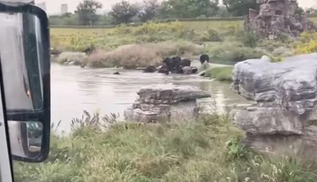 Medvede brutálne zaútočili na zamestnanca zoo parku. Sledovali to zhrození turisti