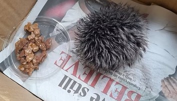 Bizarný omyl dobrosrdečnej ženy. Celú noc sa starala o huňatú čapicu, ktorú si zamenila s ježkom