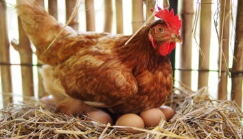 Pod sliepkou čakalo farmára prekvapenie. „Adoptovala“ si nečakaného tvora