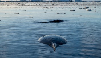 Dánski ekológovia si mysleli, že našli morského hada. Nemohli sa mýliť viac