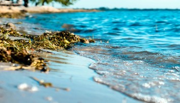 Nepríjemnosti na plážach Čierneho mora: Pobrežie zaplavili zapáchajúce riasy