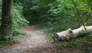 Lesného robotníka (†56) zabil v lese padajúci strom