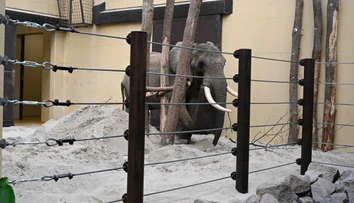 Zo Zimbabwe na Slovensko. ZOO v Bojniciach privítala nového člena