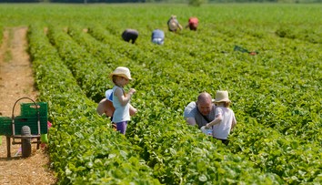 Veľký prehľad cien samozberu jahôd. Našli sme aj lokalitu, kde sumu medziročne znížili
