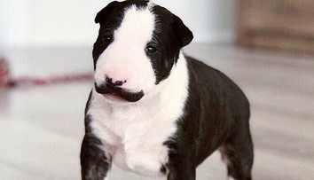 Šteniatko je hitom na internete. Uhádnete, na koho sa všetkým podobá?