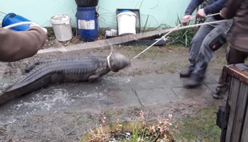 Českých hasičov vyslali k požiaru domčeka. Čakal tam na nich krokodíl