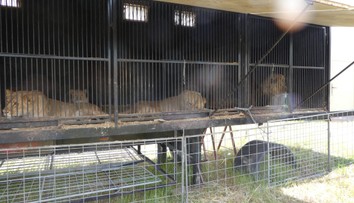 Majiteľa cirkusu na východe Slovenska obvinili. Protiprávne mal držať 14 levov afrických