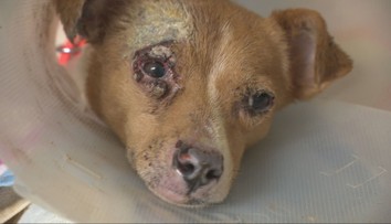 Požiar odhalil otrasné podmienky v neschválenom útulku. Desiatky zvierat žili v tme, špine a výkaloch