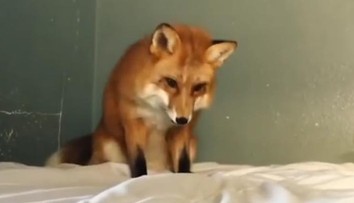 Jeden z najpodivnejších domácich miláčikov. Žena si skrotila líšku