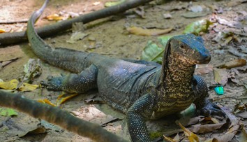 Mysleli si, že kupujú magickú rastlinu: V skutočnosti to boli sušené penisy varanov