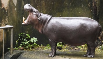 Muža napadol hroch. Myslel si, že ide o jeho posledné chvíle života