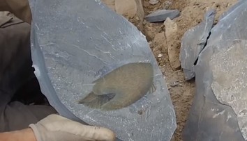 Vedci objavili fosíliu dávneho predátora, ktorý tvarom tela pripomína vesmírnu loď