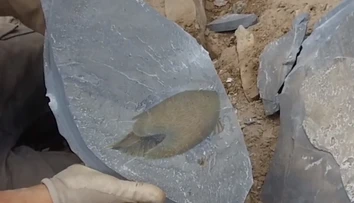 Vedci objavili fosíliu dávneho predátora, ktorý tvarom tela pripomína vesmírnu loď
