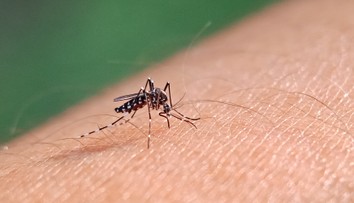 Po záplavách hrozí ďalšia vlna komárov. Odborníčka prezradila, kde to ľudia pocítia najviac