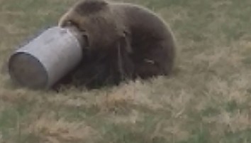 Medveďovi z Liptova uviazla hlava v kanve na mlieko: Po hore sa takto túlal niekoľko dní