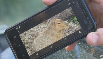 Pri Nitre vídajú miláčika Indiánov, ochranári najväčšieho žijúceho hlodavca odchytiť neplánujú
