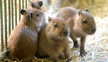 V košickej zoo majú unikátny prírastok. Poznáte tieto zvieratká?