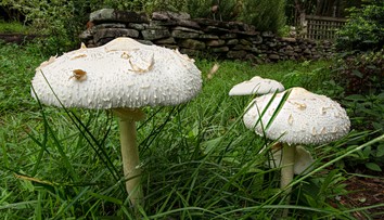 Jeseň praje hubám, no pozor na bedle zo záhrad. Môžu spôsobiť zdravotné problémy