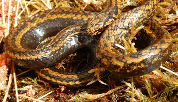 Nový druh hada pomenovali po hercovi Harrisonovi Fordovi