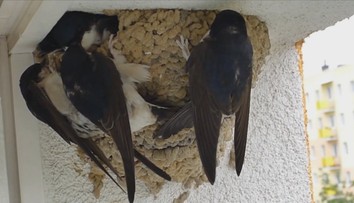 Lastovičiek a belorítok je na Slovensku už žalostne málo. Nemajú si kde postaviť hniezda
