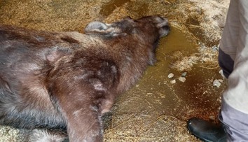 Gravidná losica neprežila ťažký zápal. Česká zoo viní návštevníkov