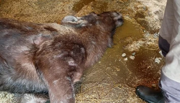 Gravidná losica neprežila ťažký zápal. Česká zoo viní návštevníkov
