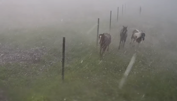 Jazdecká škola v Závadke sa po búrke stala terčom osočovania. Nepoznáte kone, reaguje majiteľka