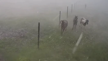 Jazdecká škola v Závadke sa po búrke stala terčom osočovania. Nepoznáte kone, reaguje majiteľka
