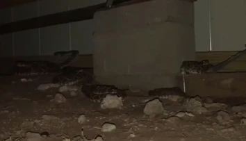 VIDEO: Hrozivý nález pod domom. Majiteľ tam našiel desiatky jedovatých štrkáčov