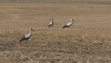 Najväčší európsky vták postupne u nás vymizol. Ochranári teraz po návrate sledujú jeho prvé hniezda