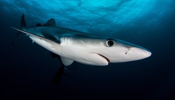V obľúbenom španielskom letovisku sa objavil nebezpečný druh žraloka