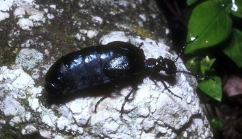 Na Slovensku sa premnožil nebezpečný chrobák. Pozor, je prudko jedovatý